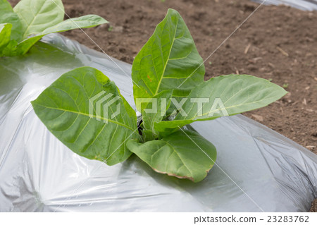 Leaf tobacco cultivation (Dharma leaf) _ May Leaf tobacco cultivation (Dharma leaf) _ May 23283762