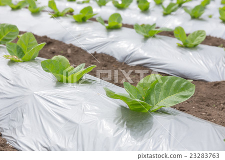 Leaf tobacco cultivation (Dharma leaf) _ May 23283763
