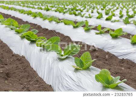 Leaf tobacco cultivation (Dharma leaf) _ May 23283765
