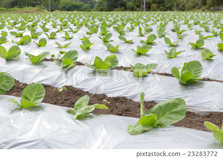 Leaf tobacco cultivation (Dharma leaf) _ May Leaf tobacco cultivation (Dharma leaf) _ May 23283772