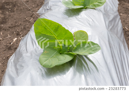 Leaf tobacco cultivation (Dharma leaf) _ May 23283773