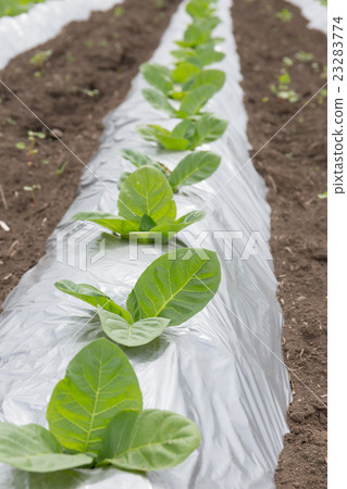 Leaf tobacco cultivation (Dharma leaf) _ May 23283774