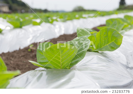 Leaf tobacco cultivation (Dharma leaf) _ May 23283776