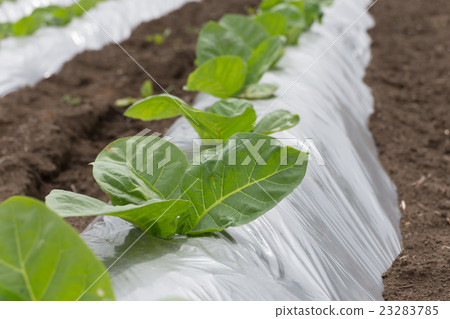 Leaf tobacco cultivation (Dharma leaf) _ May 23283785