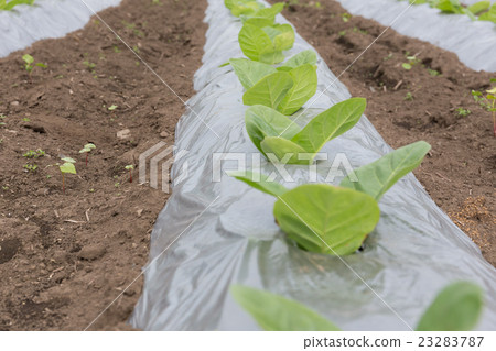 葉煙草栽培（達摩葉）_五月 23283787