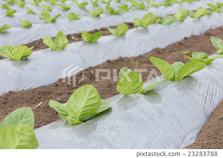 Leaf tobacco cultivation (Dharma leaf) _ May 23283788