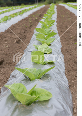 葉煙草栽培（達摩葉）_五月 23283789