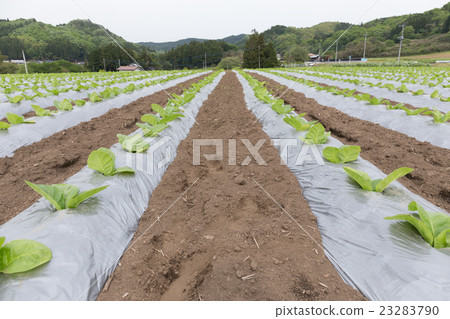 葉煙草栽培（達摩葉）_五月 23283790
