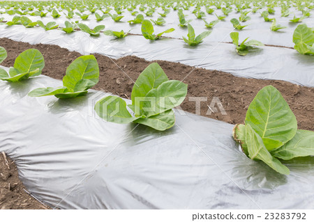 葉煙草栽培（達摩葉）_五月 23283792