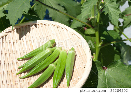 Okura family garden Okura family garden 23284392