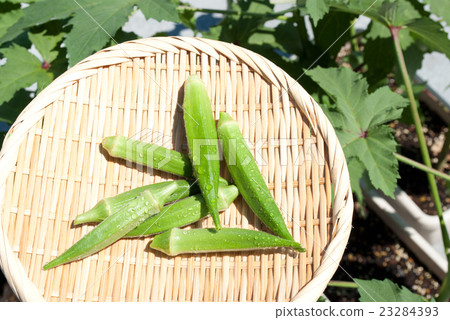 Okura family garden 23284393