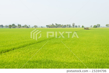 Landscape of rice field with mist 23284706