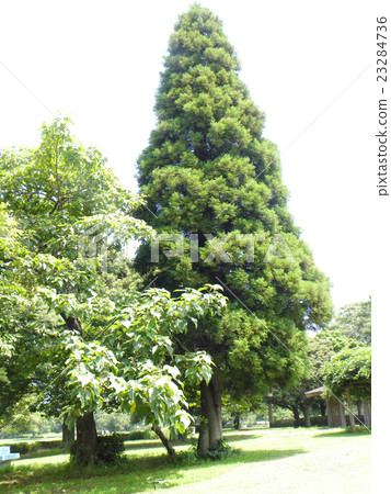 Summer cark root and leafy brown leaves with thick leaves Summer cark root and leafy brown leaves with thick leaves 23284736