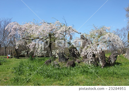 在酒井市Sak市大仙公園的櫻花 在酒井市Sak市大仙公園的櫻花 23284951