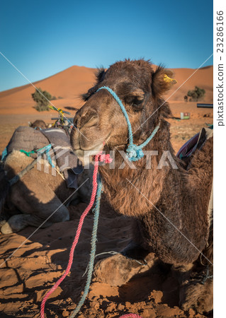Camels in Morocco desert 23286166