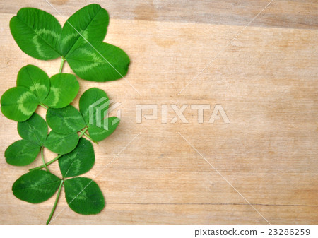 green spring leaves clover on wooden background 23286259