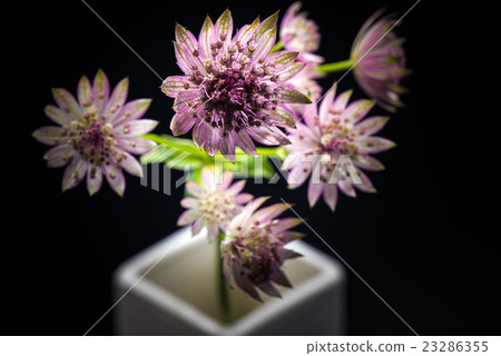 Astrantia, flower, closeup. 23286355