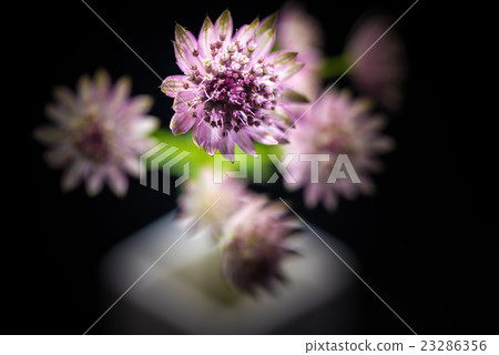 Astrantia, flower, closeup. 23286356