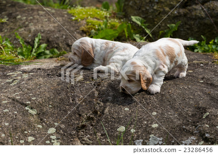 two small purebred English Cocker Spaniel puppy 23286456