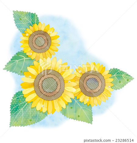 Sunflower illustration Sunflower illustration 23286514