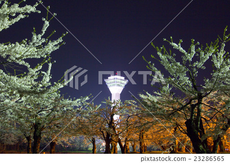 函館五棱郭櫻花夜景 函館五棱郭櫻花夜景 23286565