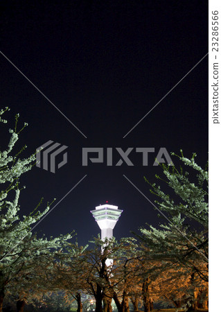 函館五棱郭櫻花夜景 函館五棱郭櫻花夜景 23286566