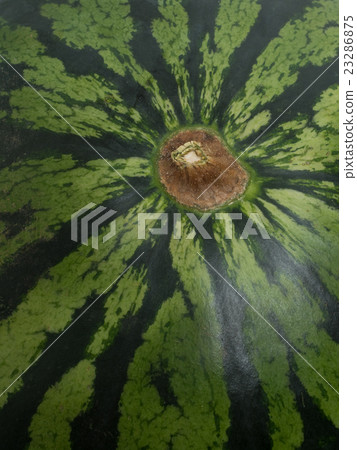 Ootama watermelon 23286875