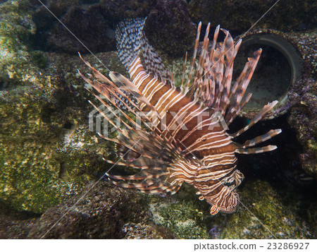 Hanturkey魚 23286927