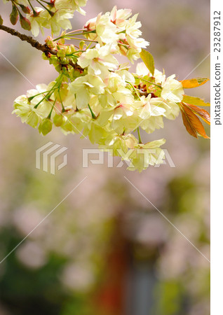 Green cherry tree 23287912