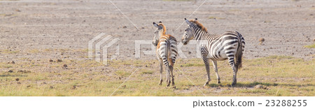 Mother and foal zebra, Equus quagga. Mother and foal zebra, Equus quagga. 23288255