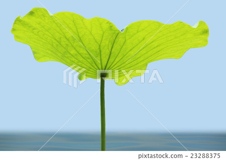 Lotus leaf Lotus leaf 23288375