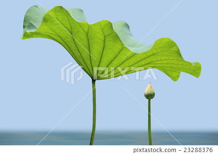 Lotus leaf Lotus leaf 23288376