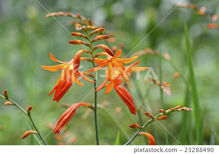 Himehiga yu Sen (Princess Eriko Narcissus) Himehiga yu Sen (Princess Eriko Narcissus) 23288490