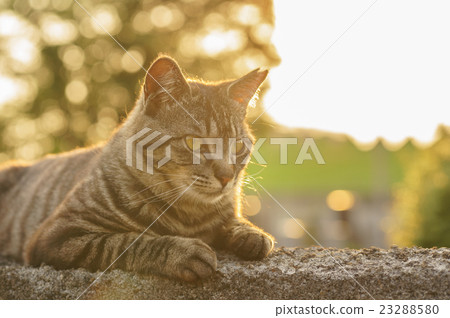 Cat  23288580