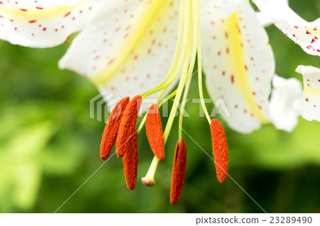 Yamamura flower 23289490