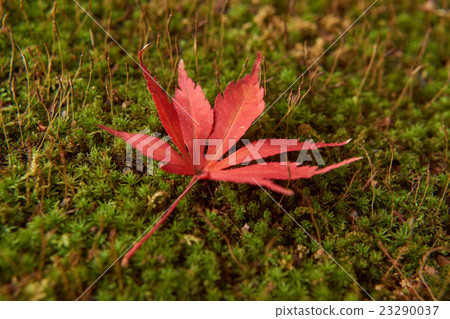 Kaede's leaves Colored leaves close-up 23290037