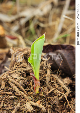 young banana tree 23290099