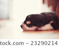 very beautiful little puppy Siberian husky sleepin 23290214