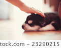 baby boy plays with a very beautiful husky puppy 23290215