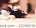 two puppies Siberian Husky. Litter dogs sleeping 23290216
