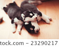 two puppies Siberian Husky. Litter dogs sleeping 23290217
