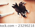 two puppies Siberian Husky. Litter dogs sleeping 23290218