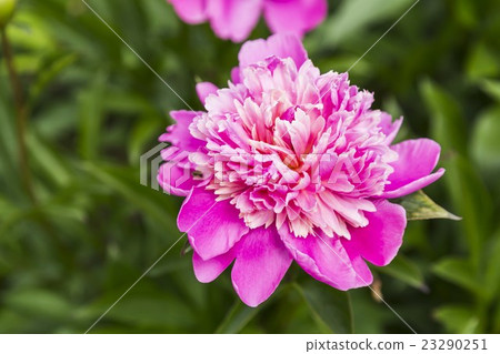 Pink peony flower Pink peony flower 23290251