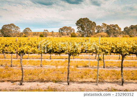 Grape vines in Barossa Grape vines in Barossa 23290352