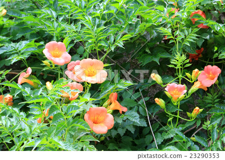 Flower of a novice kazura Flower of a novice kazura 23290353