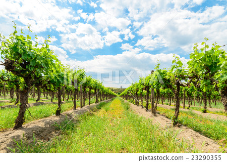 Grape vines in Barossa Grape vines in Barossa 23290355