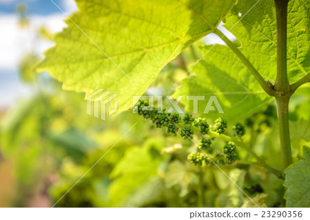 Grape vines in Barossa Valley Grape vines in Barossa Valley 23290356