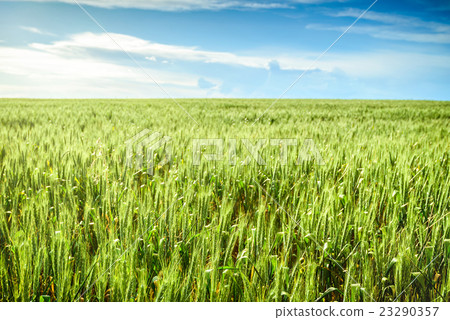 Green wheat field in Barossa Green wheat field in Barossa 23290357
