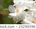 白花 23290396