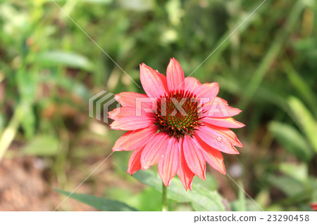 Echinacea herb garden Echinacea herb garden 23290458